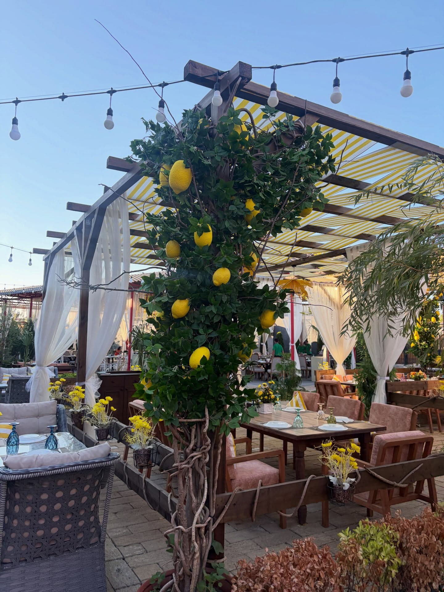 Canlı Musiqi və Şou Proqramlı Restoran Xidməti